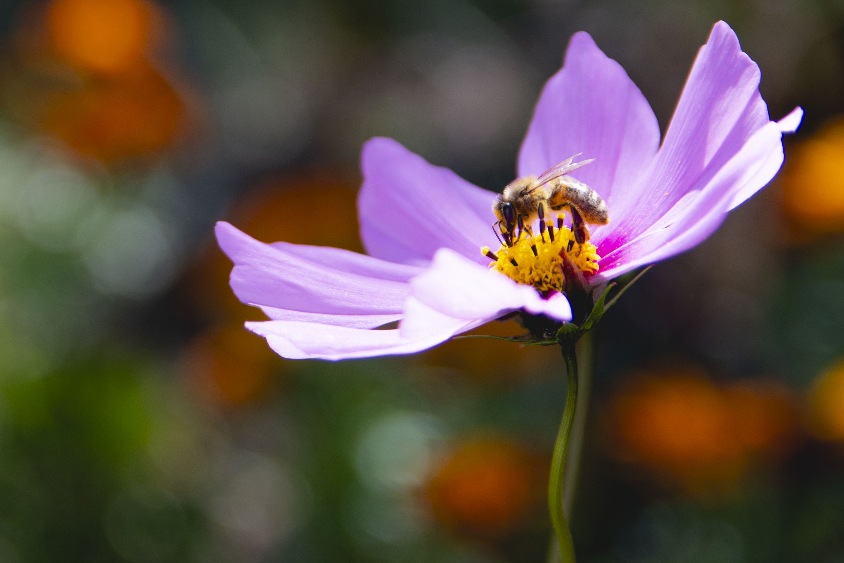 Image by Sophie Florance Photography of a bee collecting pollen from a cosmos flower